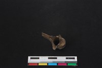 鹿科骨藏品圖，第3張