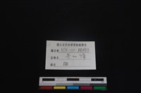 鹿科骨藏品圖，第4張