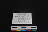 鹿科骨藏品圖，第3張