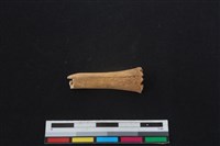 鹿科骨藏品圖，第1張