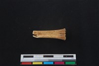 鹿科骨藏品圖，第2張