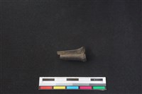 鹿科骨藏品圖，第2張