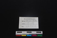 鹿科骨藏品圖，第3張