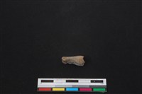 鹿科骨藏品圖，第1張