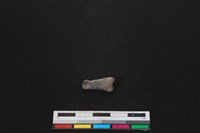 鹿科骨藏品圖，第2張