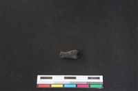 鹿科骨藏品圖，第2張