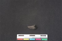 鹿科骨藏品圖，第1張