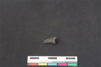 鹿科骨藏品圖，第2張