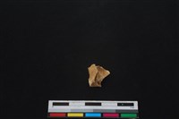 獐骨藏品圖，第2張