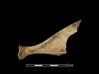 山羌骨藏品圖，第2張