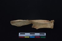 山羌骨藏品圖，第1張