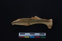 山羌骨藏品圖，第2張