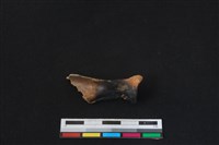 山羌骨藏品圖，第2張