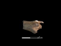 山羌骨藏品圖，第1張