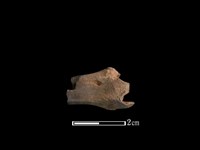 山羌骨藏品圖，第2張