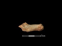 山羌骨藏品圖，第2張