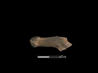 山羌骨藏品圖，第1張