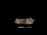 山羌骨藏品圖，第2張