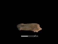 山羌骨藏品圖，第1張