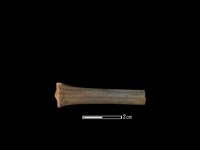 山羌骨藏品圖，第2張