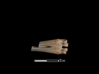 山羌骨藏品圖，第2張