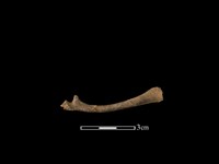 鹿科骨藏品圖，第1張