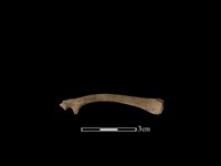 鹿科骨藏品圖，第2張