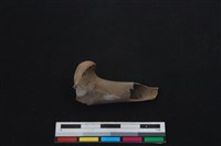 山羌骨藏品圖，第1張