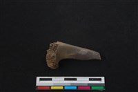 山羌骨藏品圖，第2張