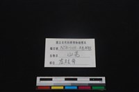 山羌骨藏品圖，第3張