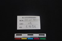 山羌骨藏品圖，第3張