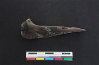 山羌骨藏品圖，第1張