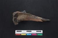 山羌骨藏品圖，第2張