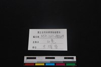 山羌骨藏品圖，第3張