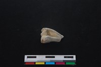 山羌骨藏品圖，第1張