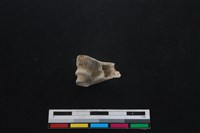 山羌骨藏品圖，第2張