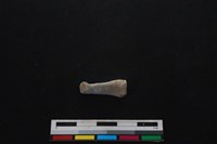 山羌骨藏品圖，第2張