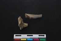 山羌骨藏品圖，第1張