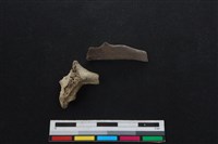 山羌骨藏品圖，第2張