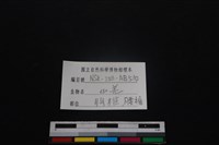 山羌骨藏品圖，第3張