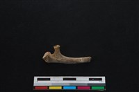 山羌骨藏品圖，第2張