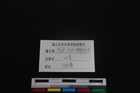 山羌骨藏品圖，第3張