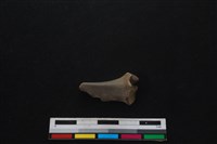 山羌骨藏品圖，第1張