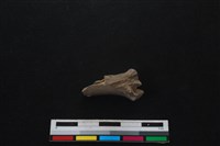 山羌骨藏品圖，第2張