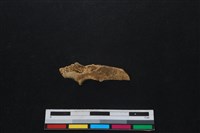 山羌骨藏品圖，第2張