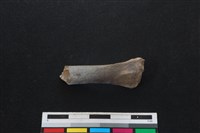 山羌骨藏品圖，第1張