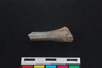 山羌骨藏品圖，第2張