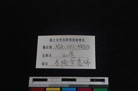 山羌骨藏品圖，第3張