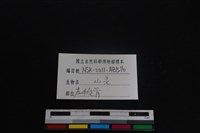 山羌骨藏品圖，第3張