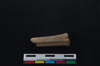 山羌骨藏品圖，第1張